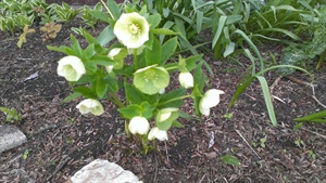 Sunday Morning in the Garden